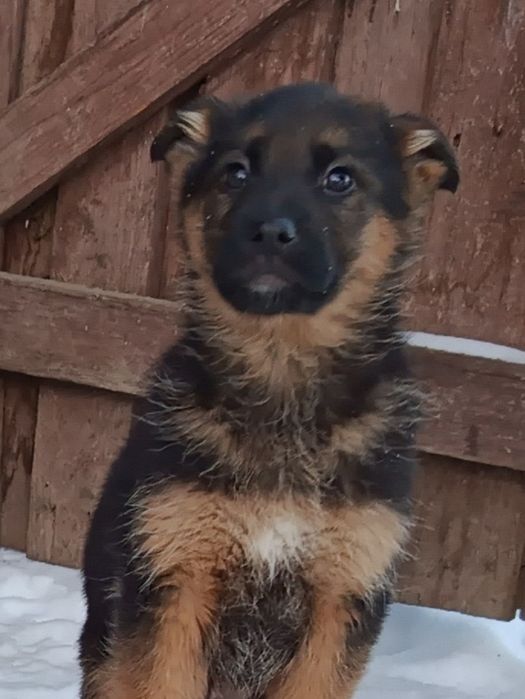 Szczeniak owczarek niemiecki