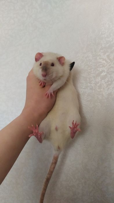 Крыски дамбо малыши