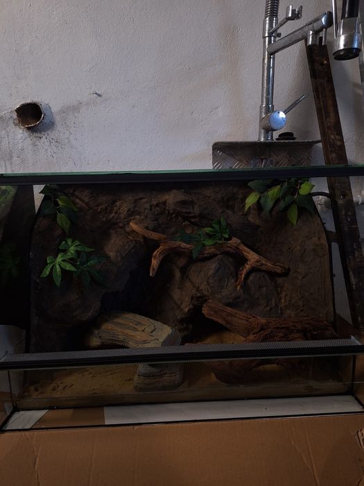 Terrarium gekon lamparci orzesiony wąż zbożowy agama brodata