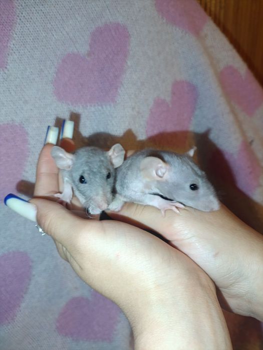 Пацючки    сфінкси