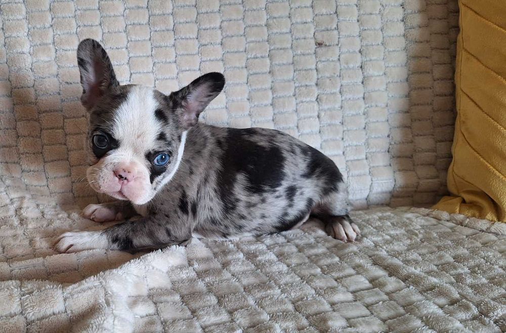 Bulldog francês mini