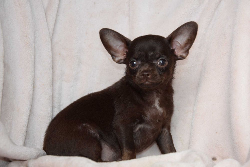 Chihuahua czekoladowa