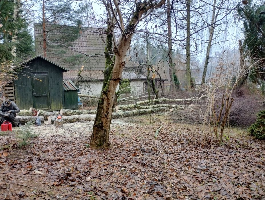 Wycinka  drzew, Oczyszczanie działe z samosiejek/rębakowanie