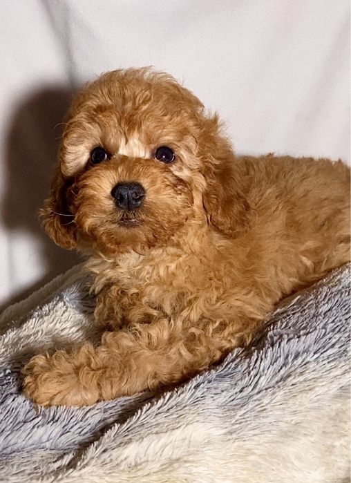 Роскошные капучинки мини мальтипу , той пудель