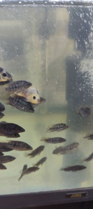 Продам рыбок цихлозома