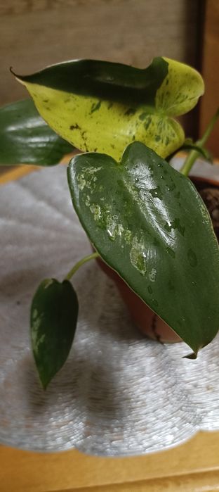 Ilsemanii  Philodendron variegata  !!!
