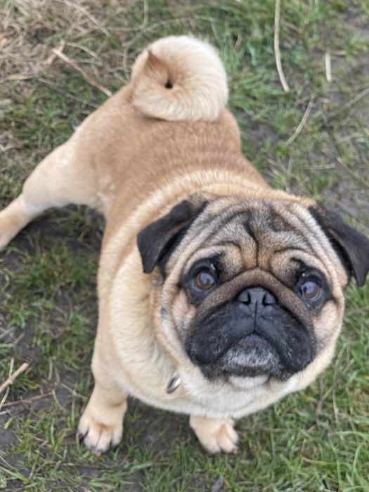 Мопс абрикосовий кобель пропонується для вязки!