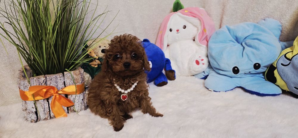 Pudel Toy xxs  samczyk 4 miesięczny po przebadanym Ojcu