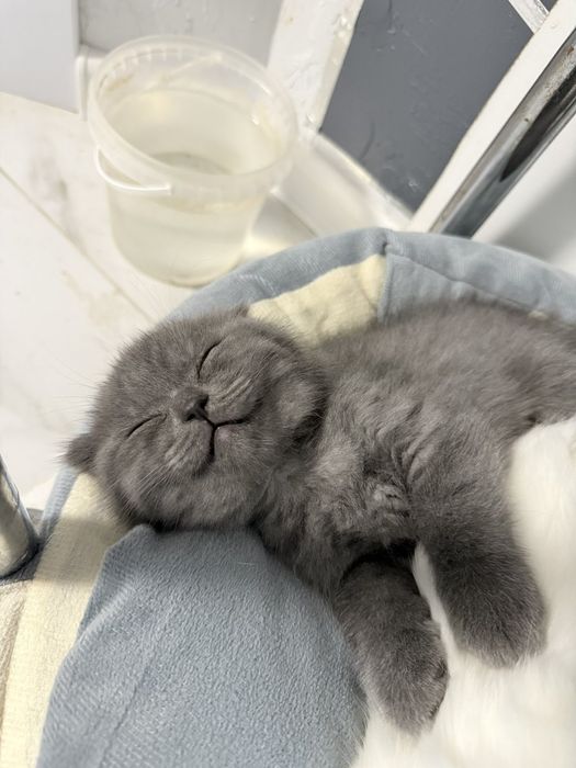 Шотландский красавчик