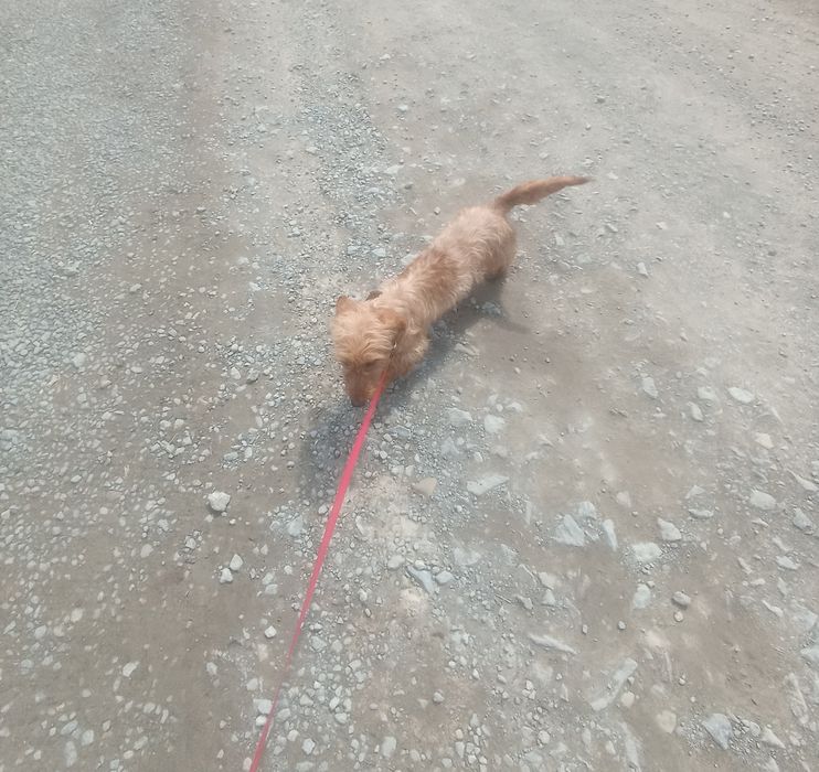 Таксята жорсткокремові для броні