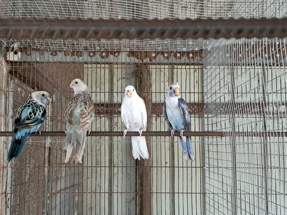 Casal roselas eximius portadores azul