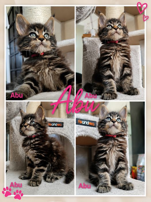 Abu kocurek Maine Coon FPL/Fife N/N