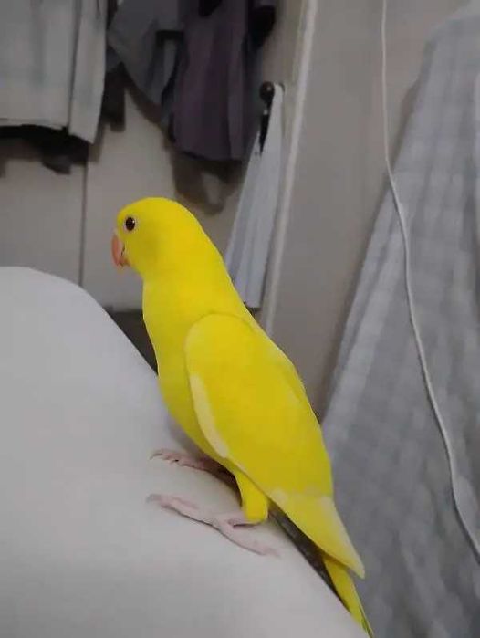 Ring neck domésticos, bebê, selvagem