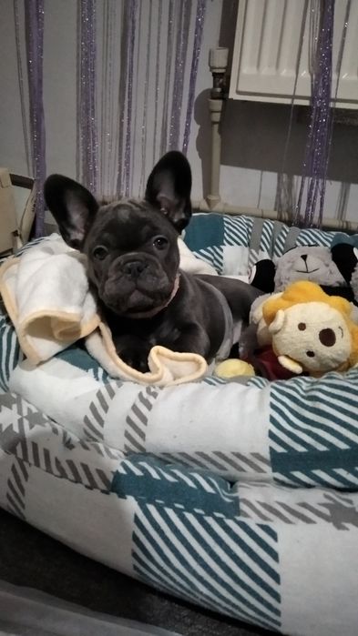 Девочка французский бульдог