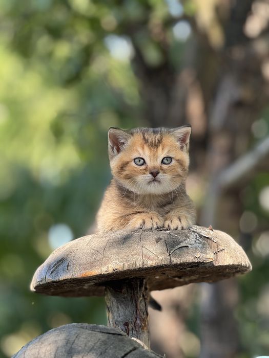 Шикарний породний котик