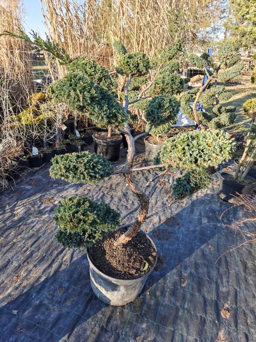 Bonsai różne wielkości, wysokości