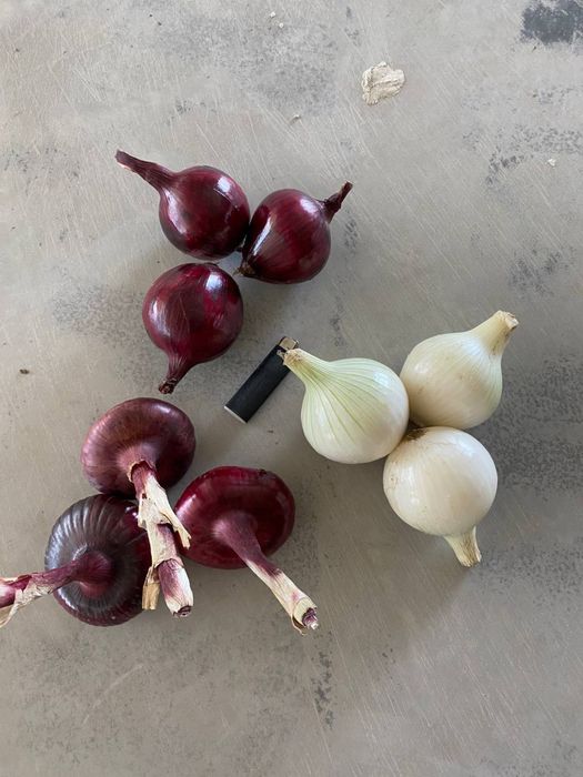 Лук белый синий ялтинский цыбуля опт: 22 грн. - Продукты питания ...