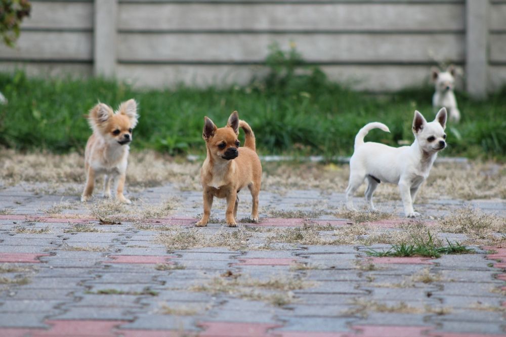 Chihuahua FCI rudy chłopczyk z czarną maską