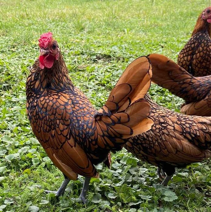 kurki i koguty sebrytki kolor ciemny złoty