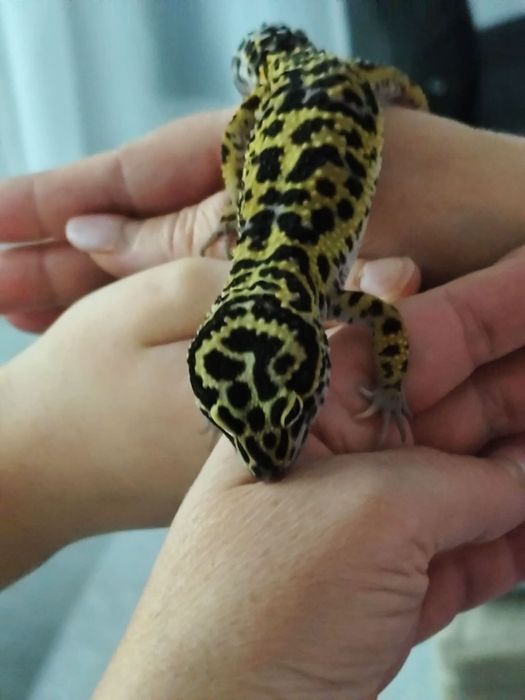 Sprzedam terrarium z całym wyposażeniem