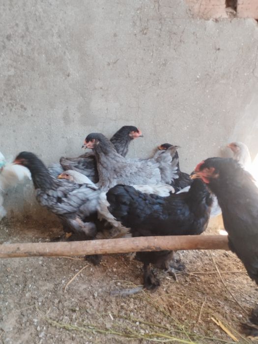 Brahamas Silver, Black e Splash (machos)