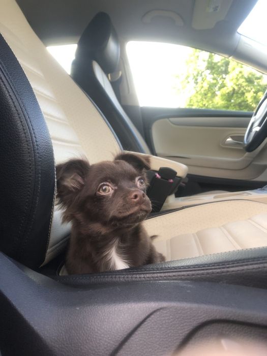 Чіхуа гарнесенький