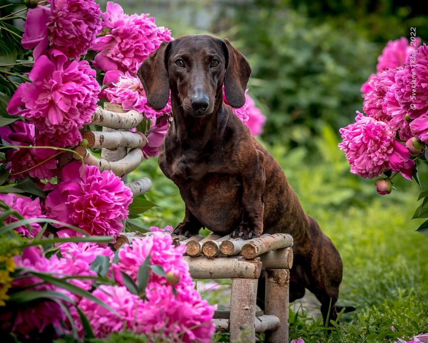 Такса стандартна тигрового забарвлення для в'язки