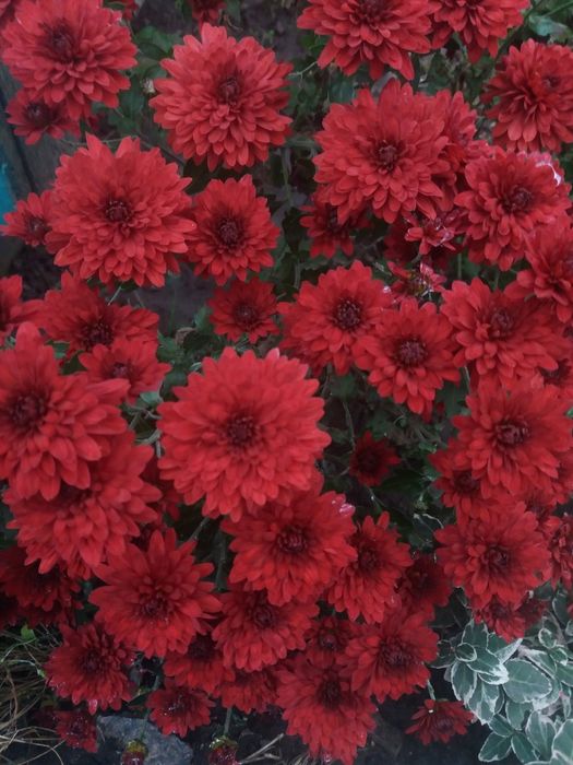 Хрезонтема. Хризантема мультифлора.Хризантема ранняя.Клематис