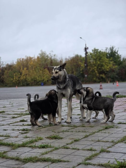 Щенята щукають дім, безкоштовно