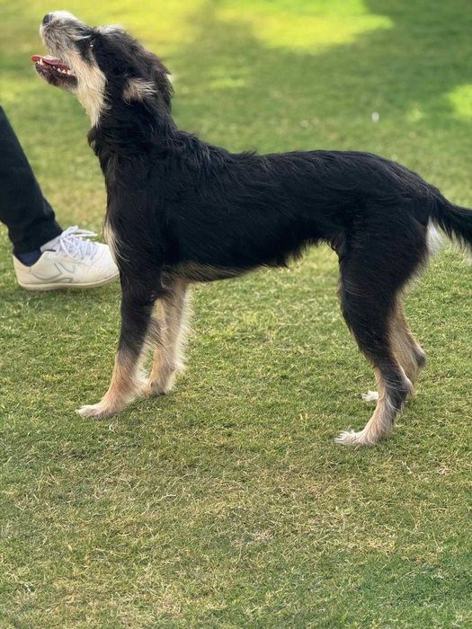 Waffle,  słodka i bardzo przyjazna towarzyszka aktywnych przygód