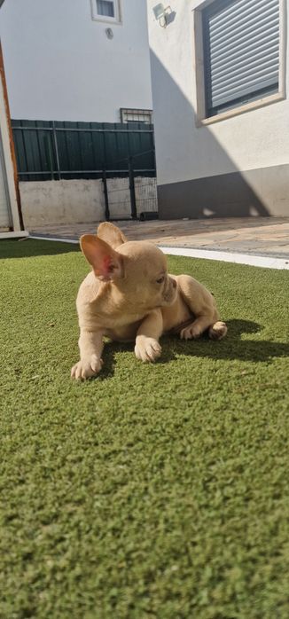 Menina bulldog frances isabella