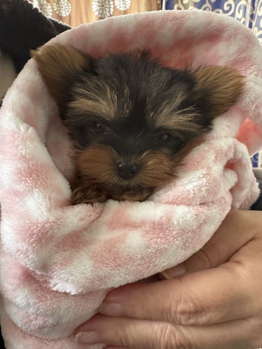Yorkshire Terrier linha Russa
