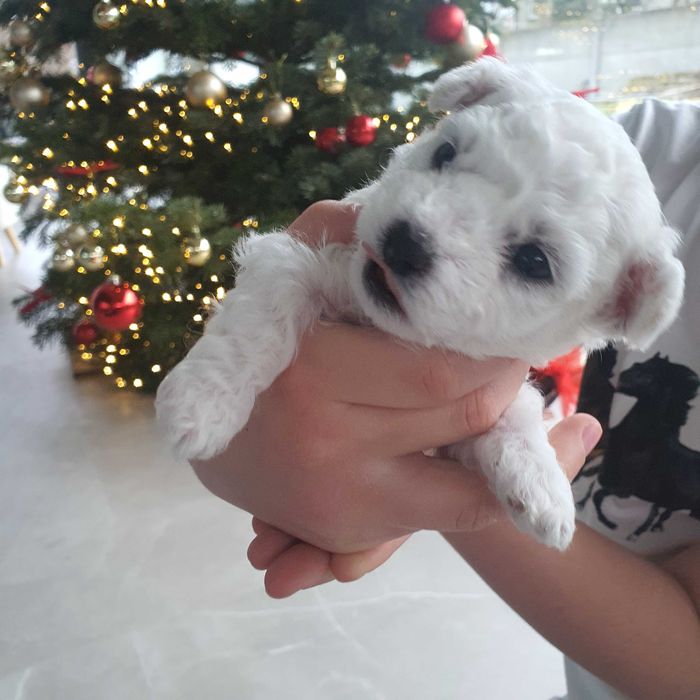 Szczeniaczek Bichon Frise