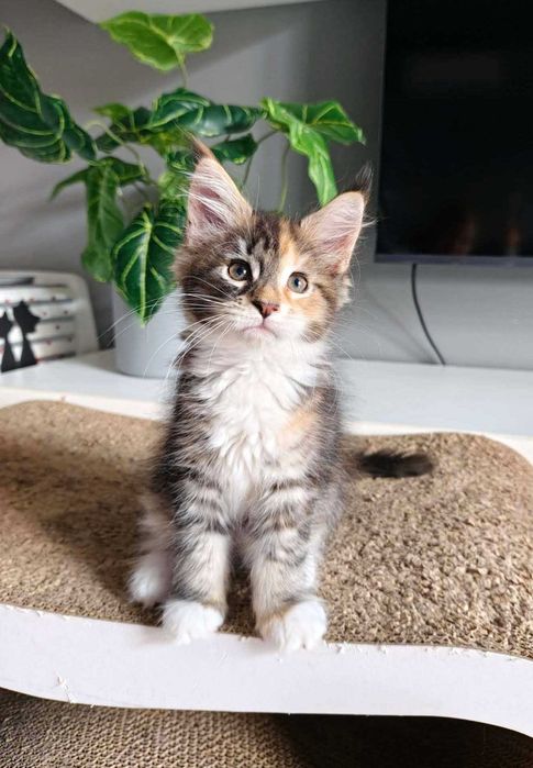 Kotka Maine Coon