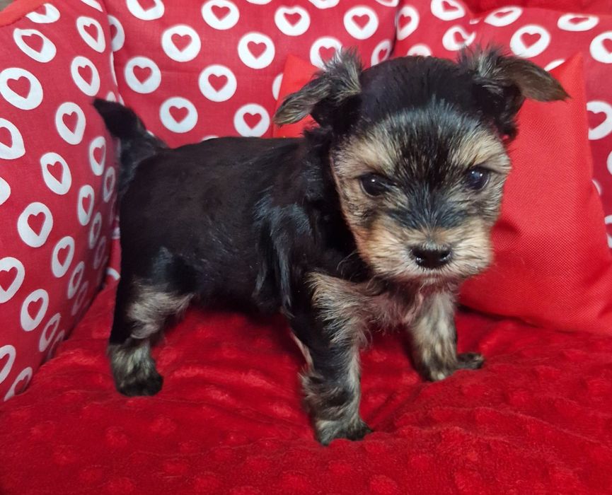 Yorkshire Terrier – uroczy piesek black tan, odbiór od 19.01