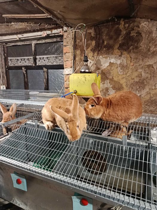 Продам кролів різного віку