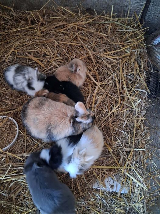 Króliki miniatorowe tedy