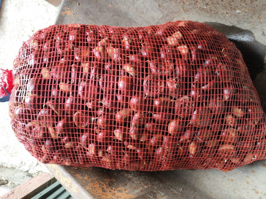 Castanhas graúdas e muito boas.