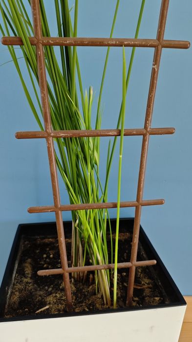 Piękny Duży Papirus z Doniczką