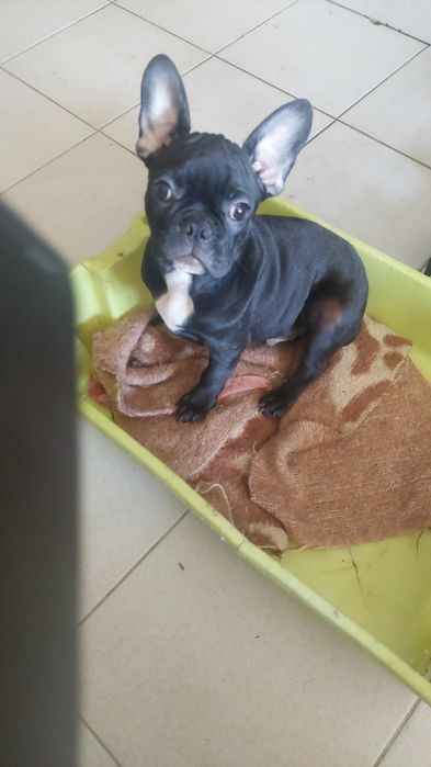 Ecelente Buldog francês