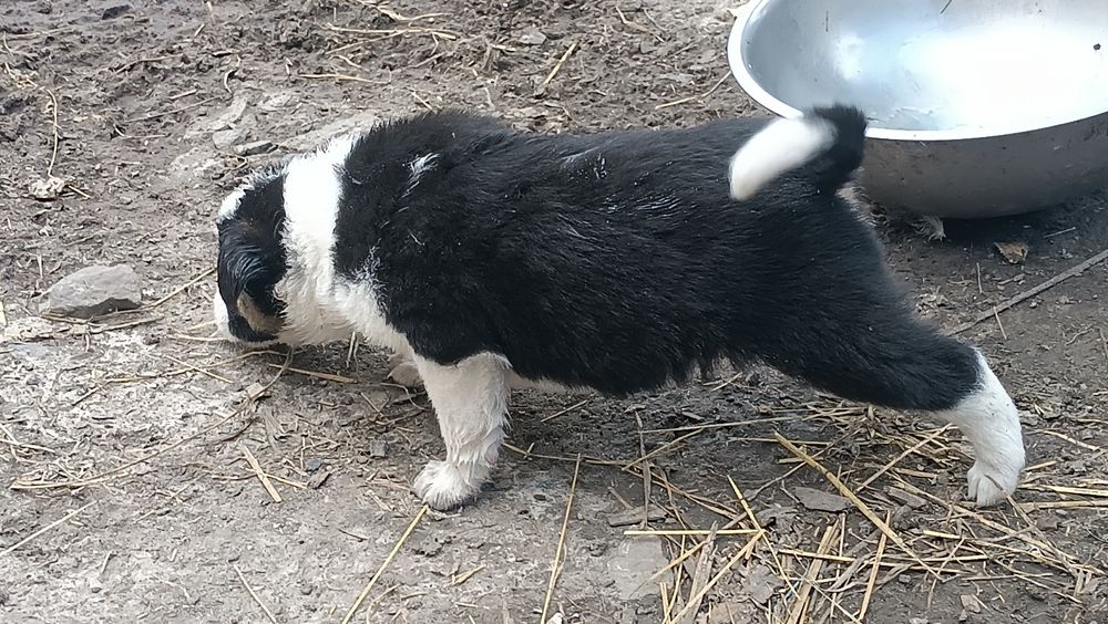 Віддам собаченят
