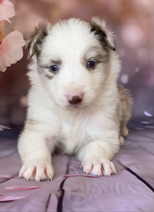 Border Collie chłopiec AMOR