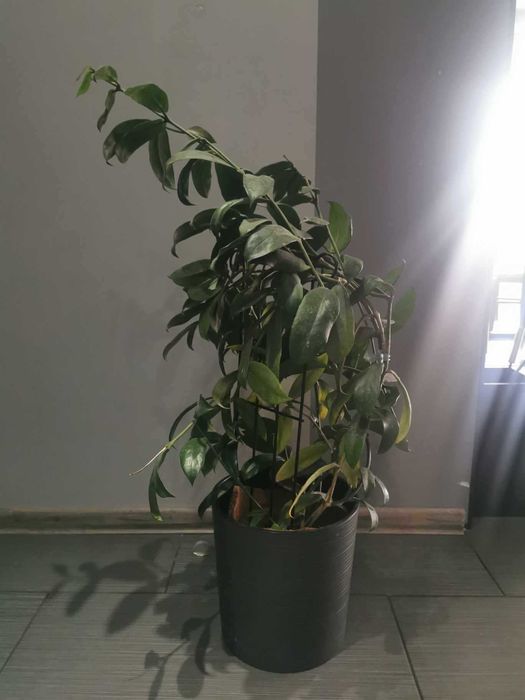 Hoya lobbii "Black Lady"