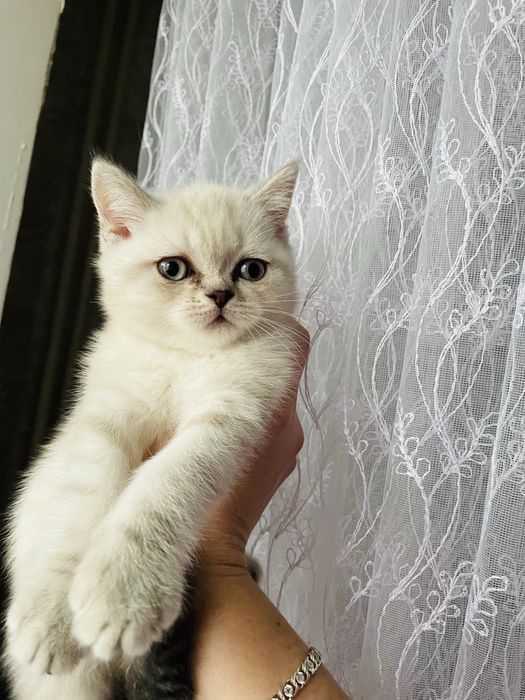 Чистокровні шотландці срібна шиншила