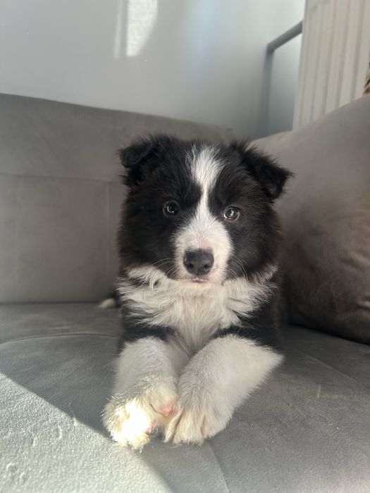 Suczka Border Collie  czarno-biała