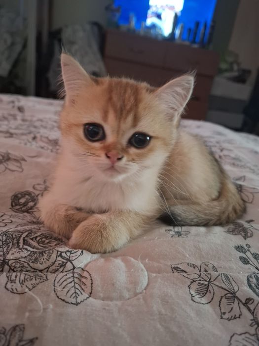 шотланське кошеня