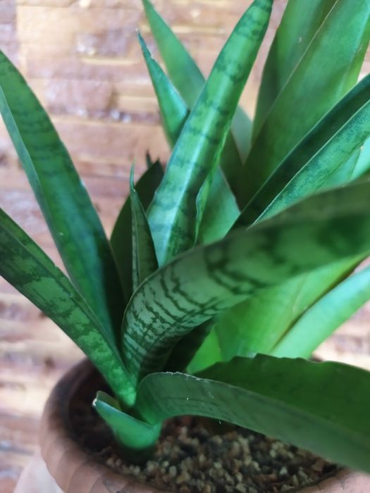 Сансевієрія Габріелла