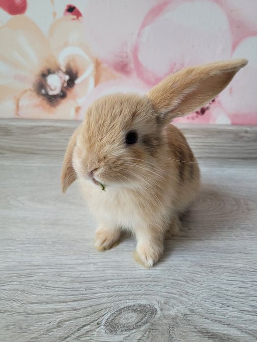 Króliki miniaturki