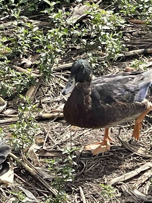 Patos para venda da quinta