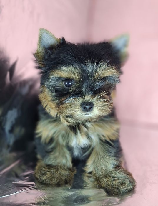 Мини девочки йорочки